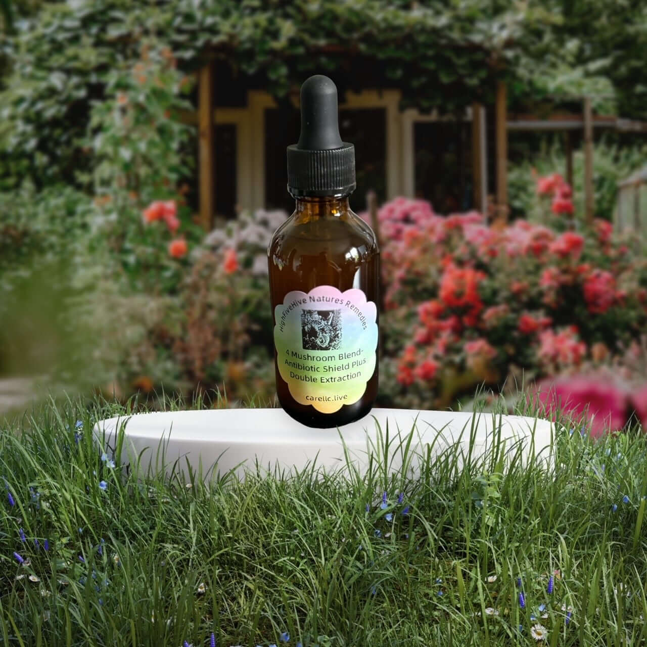 Ancient Traditions: 4 Mushroom Extract- Double Extraction Tincture