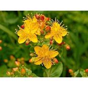 Explore the world of herb allergies