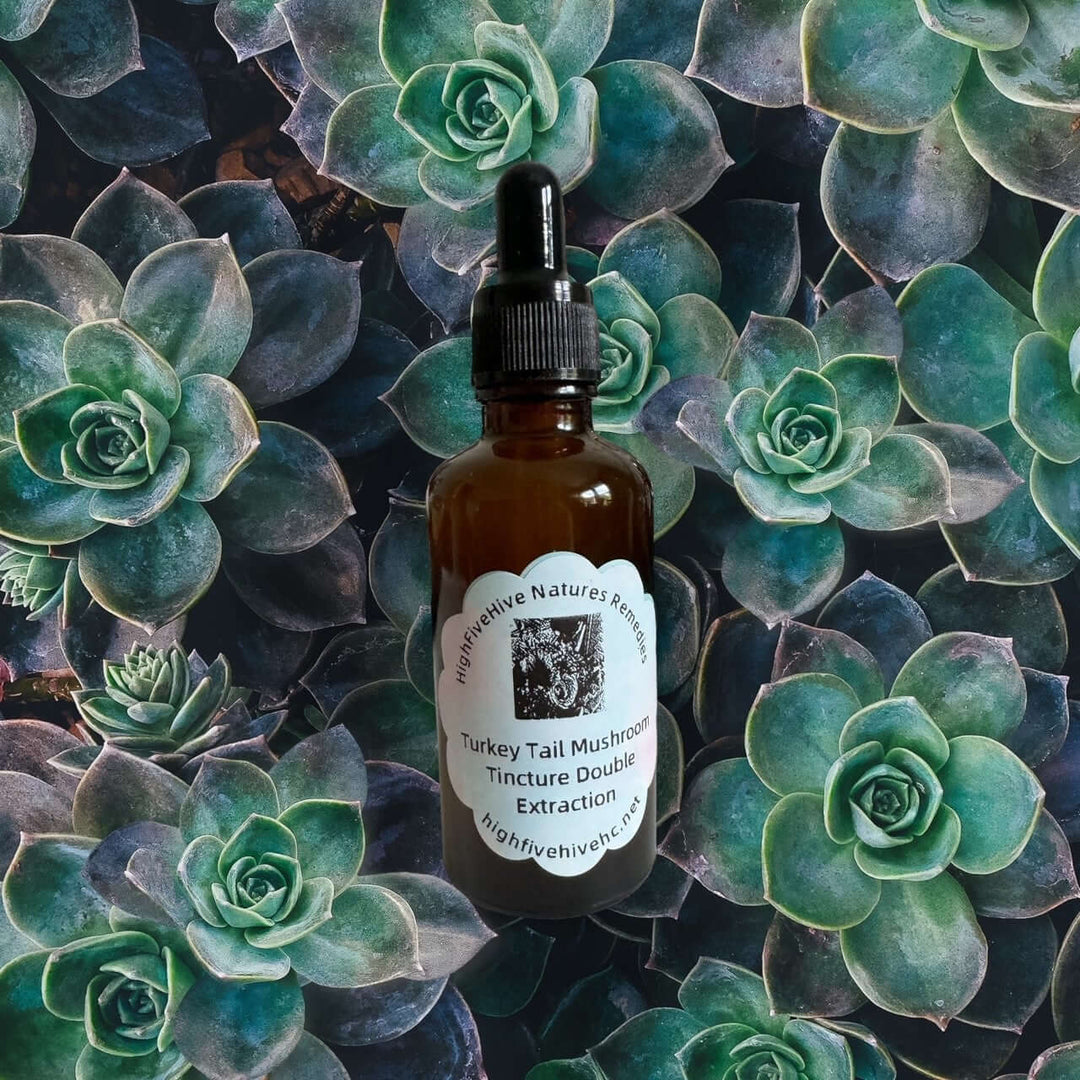 Turkey Tail Mushroom of Tradition Double Extracted Tincture